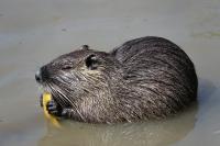 NOVA on Evolution of Eating: Here’s the “Science,” Trust Me, Bro!