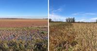 Arkansas drought threatens duck hunting as wetlands remain dangerously dry