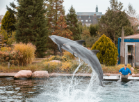 Towards the End of Animal Entertainment: Netherlands to Ban Breeding of Dolphins in Captivity