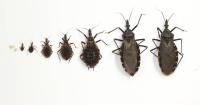 Pet Talk - Love Bites? Not Quite: Kissing Bugs And Chagas Disease in Dogs
