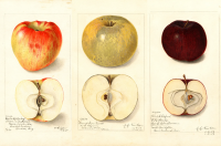The science of apple varieties, from American Beauty to Zestar