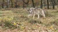 Jogger Has Terrifying Encounter With Wolves in Denmark (Video)