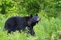 Family Deters Bear From Backyard in the Most Canadian Way Ever