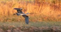 Rare bird in Maine sparks frenzy, echoes past birding crazes