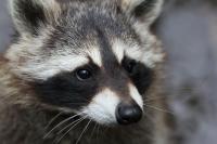 A Wyoming raccoon kept returning to one chimney, until the homeowner blasted Metallica