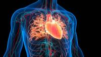 This one scientific advance could help reduce energy use and bills. The key is the human heart