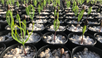 GO Bond 3 could help New Mexico grow its forest recovery efforts