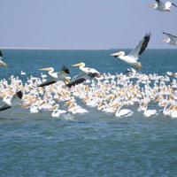 Salton Sea Summit highlights tangible environmental progress, future conservation roadmap