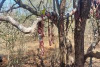 Zimbabwean man arrested after two sable antelopes killed in Limpopo
