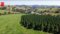 New Zealand study suggests pine planting reduced annual streamflow by nearly 30% in one Waikato catchment and 4.7% in another