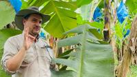 Costa Rica’s banana battle offers critical field lessons for SA