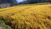 Farmers advised to harvest paddy after Nov 1 amid rain forecast