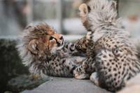 You can binge watch 5 newborn cheetah cubs live at the National Zoo's 24-hour Cheetah Cub Cam