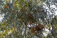 Natural Bridges State Park Welcomes Thousands of Migrating Monarchs