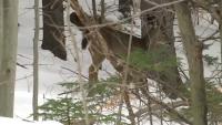 NBC5 In Depth: Changes to Vermont's deer hunting season