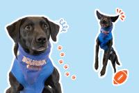 Meet Bourbon, Boise State’s new tee dog