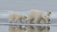 Antibodies Against Avian Influenza Detected in Polar Bears in Greenland