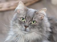 Confirmation of COVID-19 in two pet cats in New York
