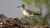 After a slow start, migratory birds check into wetlands and waterbodies of Tiruchi region