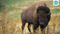 In 2026, researchers compared ancient and modern bison DNA, finding genetic diversity survived the population collapse