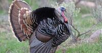 Hardware Wildlife Education Center to host Turkey Tales exhibit in November