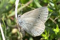 Ontario researchers leading national project to save endangered butterflies