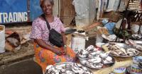 Ivory Coast: INTERPÊCHE announces price drop for mackerel to 31,500 FCFA