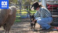 Farmers cross country for training tips from ABC Muster Dogs expert