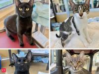 “Discarded outside like trash”: 4 cats found soaking wet, freezing and covered in fleas in Asbury Park in New Jersey