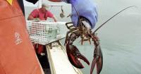Trump Helps American Seafood and Meat Industry, Provides Important Info for Americans