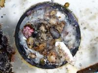 Bottle cap found off Japan coast carried marine ecosystem from Philippines