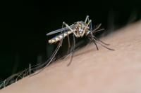 Florida Dengue Reaches 425 Local Cases as Orlando Area Logs October Infections and Seminole Issues First Advisory