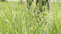 Lemongrass: A fragrant grass valued for its culinary uses and health benefits