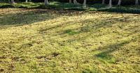 Gardeners urged to apply 1 item to lawns now for stronger roots and greener grass