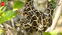 Scientists tracked 142 Burmese pythons for 20 years; only four expelled transmitters