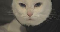 Police investigating after 2 cats treated for gunshot wounds in West Deptford, New Jersey