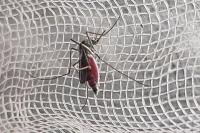North Port Woman's Dengue Case Hit Five Days in Hospital, But Sarasota Won't Count It