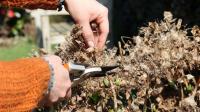 Gardeners urged to avoid pruning 1 common plant in autumn