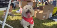 Hawaiian Humane Society PetWalk draws more than 1,100 to Kapiolani Park