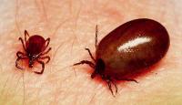 Farmer From Sundaragada Dies Of Scrub Typhus
