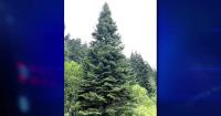 Kamiah’s Nez Perce-Clearwater forest tree chosen for U.S. Capitol Christmas tree