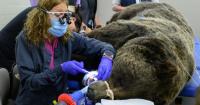 Grizzly bear receives root canal from Washington State University veterinary team