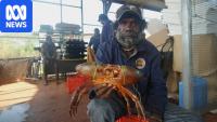 Fishermen racing crocs for crabs in Wadeye as new industry emerges