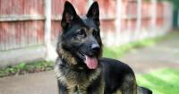 Toy-loving German Shepherd Rex looking for his forever home