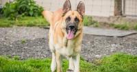 Energetic German Shepherd who lives peacefully with a cat needs forever home