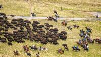 Hundreds of Antelope Island bison rounded up ahead of health checks, auction