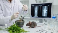 Chinese polyherbals show preliminary benefits in diabetic osteoporosis