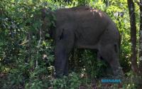 Sungai Siput, Hulu Perak Eyed For Wildlife Corridors, Food Banks