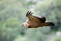 Cyprus to benefit from EU funding for bird protection and biodiversity