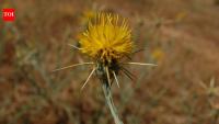 A weed arrived in California through contaminated alfalfa seed after 1849; yellow starthistle now affects more than 15 million acres